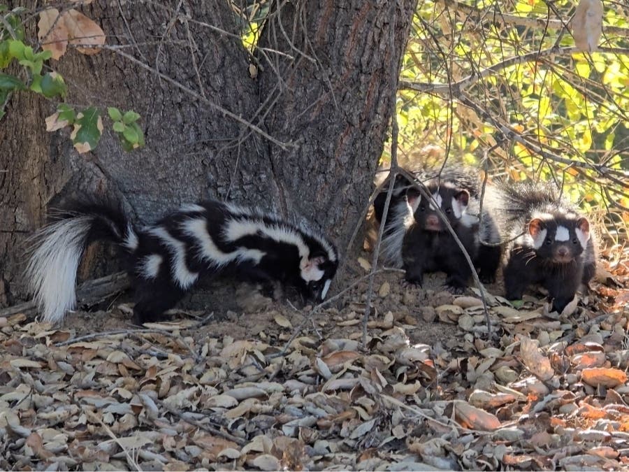 Four rare western spotted skunks have been released back into the wild after spending several weeks rehabilitating at San Diego Humane Society's Ramona Wildlife Center.