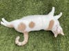 The friendly competition is open to all companion animals, including dogs, cats, rabbits, birds and reptiles.