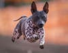 The friendly competition is open to all companion animals, including dogs, cats, rabbits, birds and reptiles.