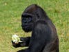 Mizani, a 12-year-old male, underwent the five-hour procedure in March.