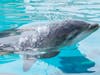 The female dolphin calf was born June 21.