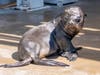 The female California sea lion pup was born June 15.