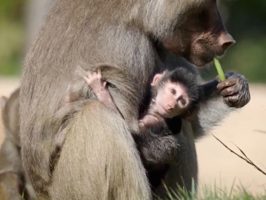 Screenshot via video of the hamadryas baboon.