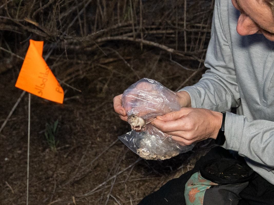 Nine endangered Pacific pocket mice were released at Marine Corps Base Camp Pendleton as part of a genetic rescue mission aimed at strengthening one of North America's rarest mammals, San Diego Zoo Wildlife Alliance announced.