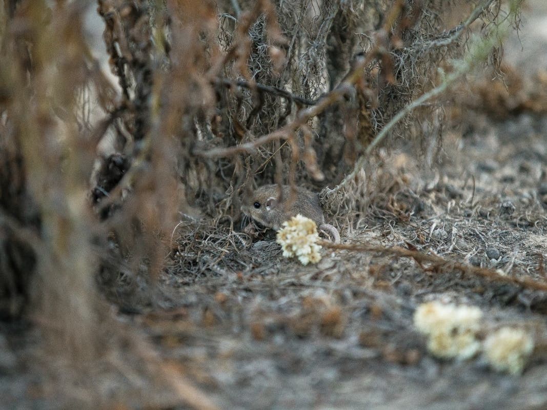 The mice were introduced into an existing population.