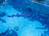 The event, which runs July 27 through Aug. 1, centers on the park's recently opened Shark Encounter attraction.