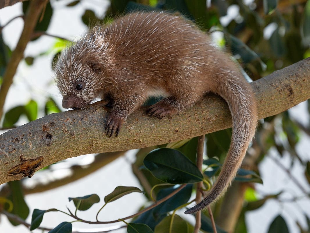 The porcupette was born June 22 to mom Gracie and dad Picante.
