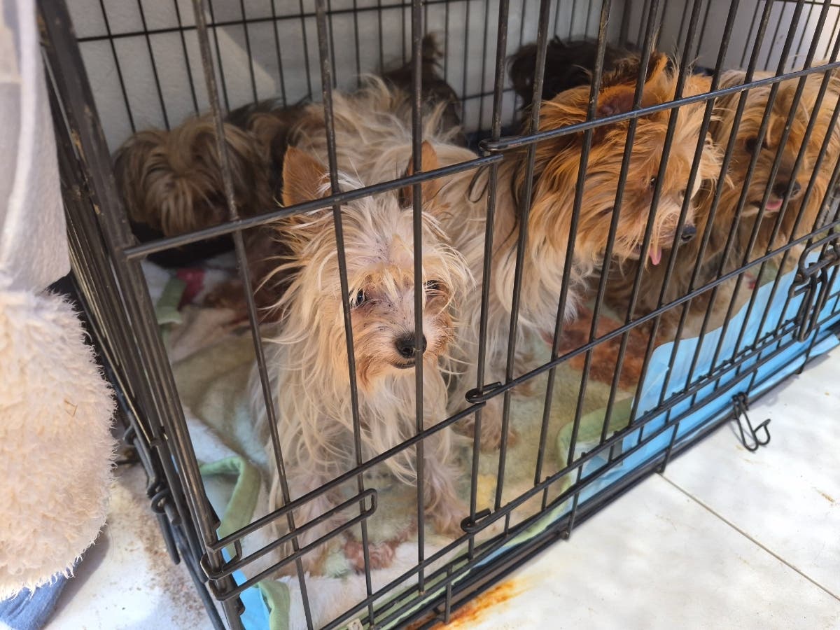 San Diego Humane Society is caring for 792 dogs.