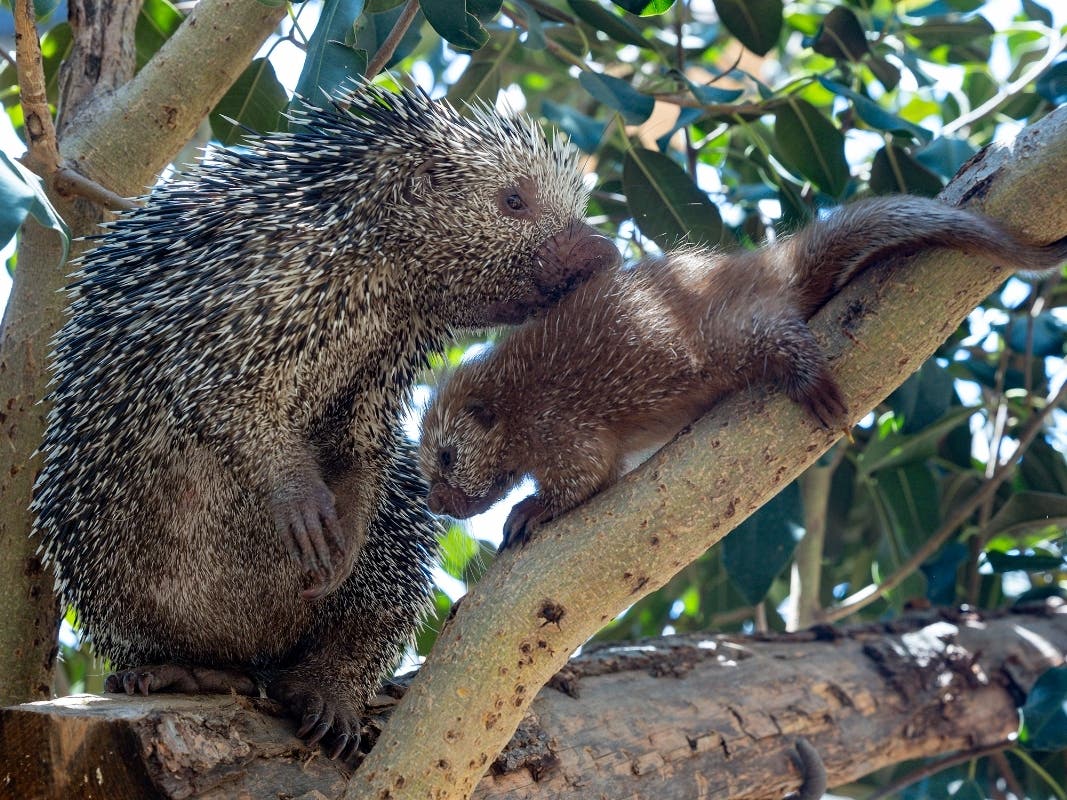 The San Diego Zoo has welcomed a prehensile-tailed porcupine, zoo officials announced.