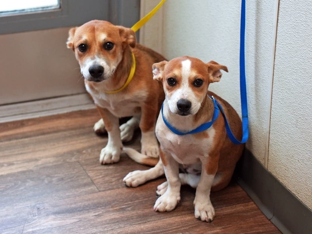 The San Diego County Sheriff's Office contacted Humane Law Enforcement officers for assistance with the dogs following the eviction, according to San Diego Humane Society.