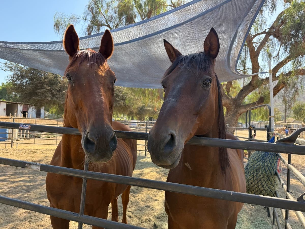 A total of 175 horses were rescued from the Villa Chardonnay property.