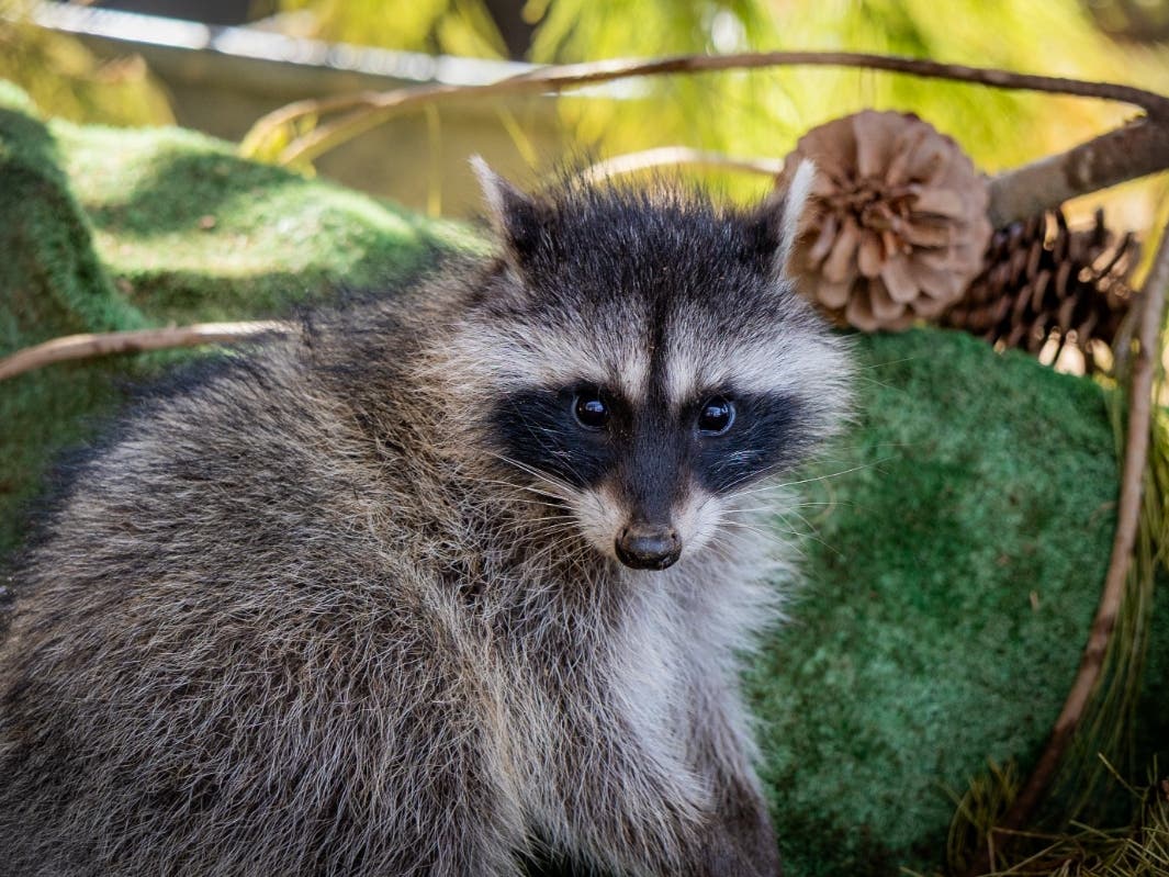https://patch.com/img/cdn20/users/54855/20260806/120123/styles/patch_image/public/sdhs-raccoons-return-to-the-wild-073126-10___06120036922.jpg
