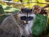The raccoons were released July 31 at Mission Trails Regional Park.