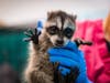 The raccoons were found by community members in Chula Vista, Ocean Beach and Santee. 