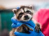 The raccoons were found by community members in Chula Vista, Ocean Beach and Santee. 