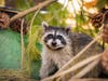 The raccoons were released July 31 at Mission Trails Regional Park.