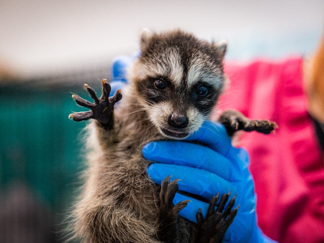 https://patch.com/img/cdn20/users/54855/20260806/120156/styles/patch_image/public/sdhs-raccoons-return-to-the-wild-073126-11___06120141179.jpg