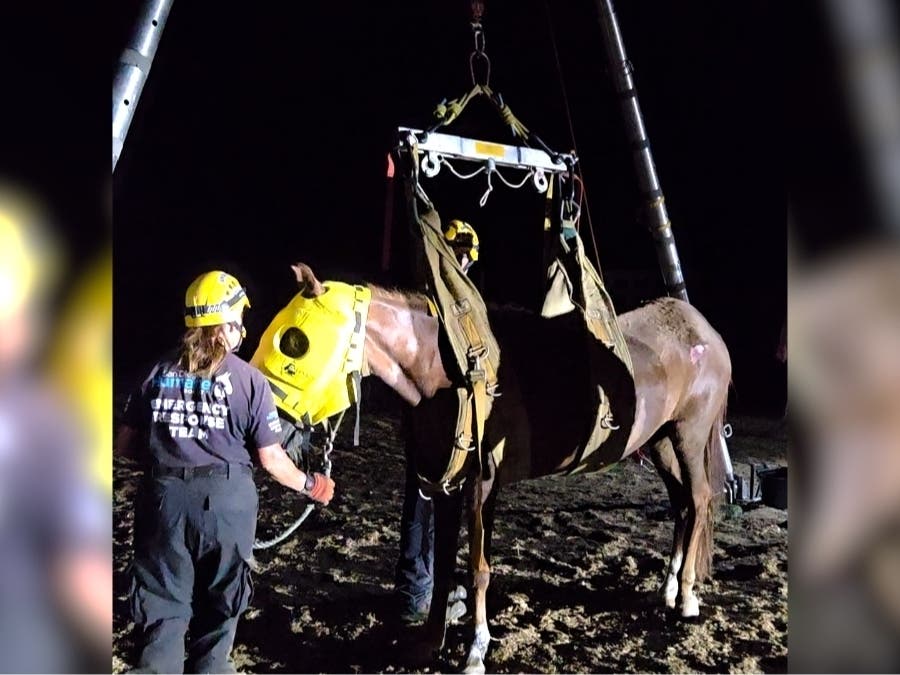 A 28-year-old horse was rescued overnight after falling into a drainage area at a Valley Center property, the San Diego Humane Society announced.