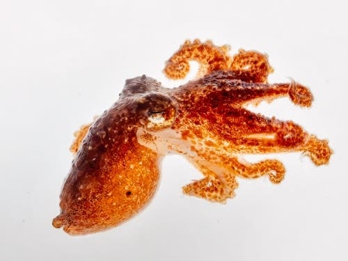 The red octopuses began life as tiny, free-swimming animals before settling on the seafloor and developing into juveniles.