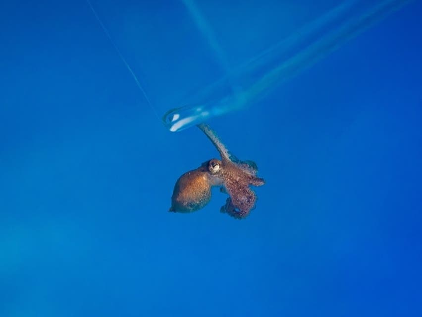 A juvenile red octopus is carefully moved into its new habitat. 