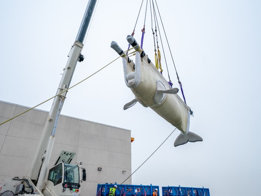 Veterinarians and animal care specialists accompanied the whales during the journey.