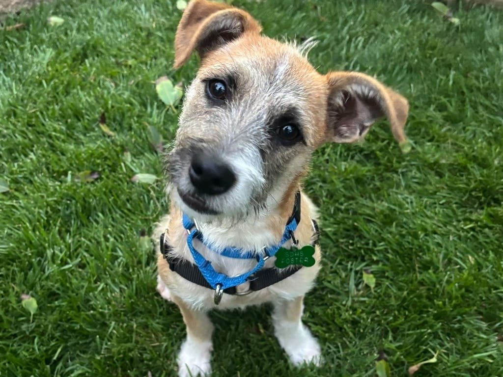 San Diego Humane Society has helped 1,432 pets find homes so far this month after offering half-price adoption fees throughout August.
