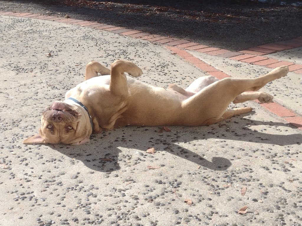 San Diego Humane Society has helped 1,432 pets find homes so far this month after offering half-price adoption fees throughout August.