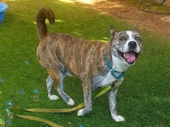 San Diego Humane Society has helped 1,432 pets find homes so far this month after offering half-price adoption fees throughout August.