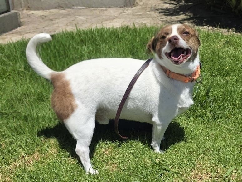 San Diego Humane Society has helped 1,432 pets find homes so far this month after offering half-price adoption fees throughout August.