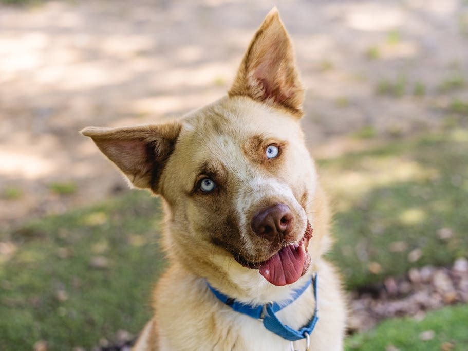 San Diego Humane Society has helped 1,432 pets find homes so far this month after offering half-price adoption fees throughout August.