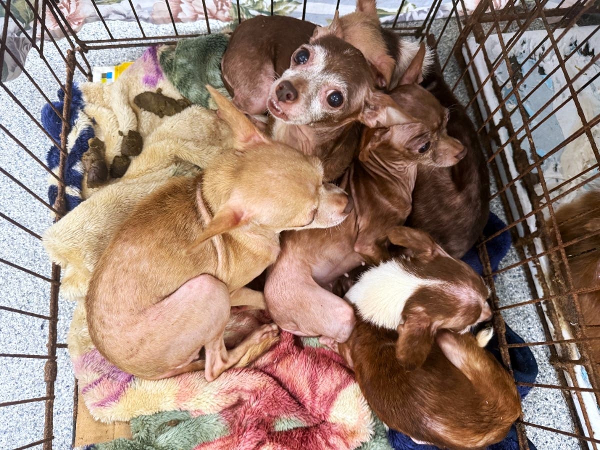 Many of the dogs have hair loss and missing teeth, while some are fearful and will require specialized care, according to San Diego Humane Society.
