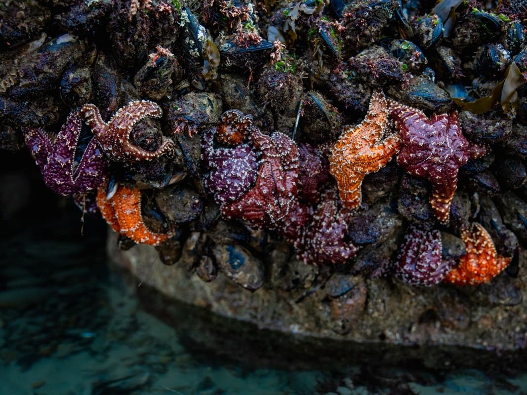 Seastars cluster on rocks seen at low tide during Birch Aquarium's Tidepooling Adventures.