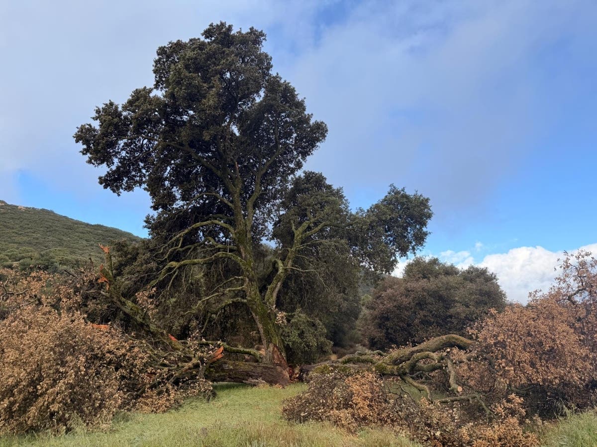 https://patch.com/img/cdn20/users/54855/20260831/023527/styles/patch_image/public/oak-tree-photo___31143249484.jpg