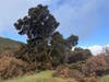 The effort allows teams across San Diego Zoo Wildlife Alliance to reuse the tree's natural materials and continue benefiting wildlife after its life as a tree has ended.