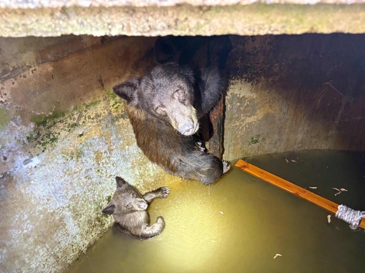 The animals appeared to have climbed through a vent hole to enter the cistern and couldn’t get out, Los Angeles County Fire Department spokesman Keith Navarre told City News Service.
