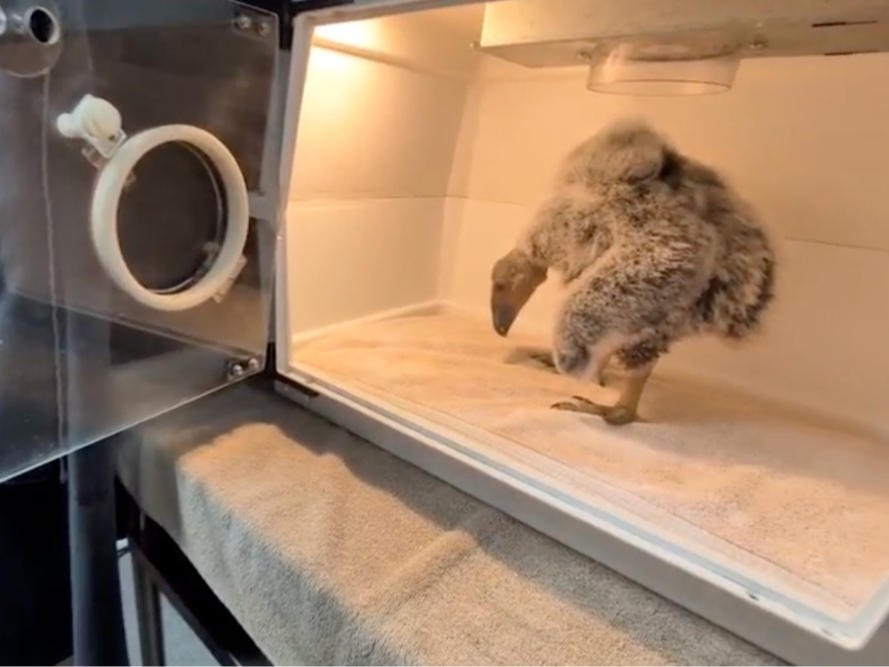 Screenshot via video of the California condor chick.