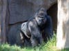 Matumaini arrived at the San Diego Zoo Safari Park from Sedgwick County Zoo in Kansas.