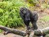 Kitoko arrived at the San Diego Zoo from Woodland Park Zoo in Seattle.