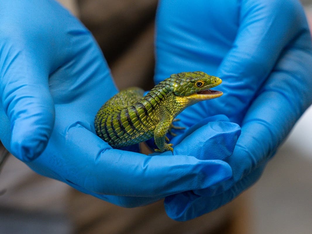 The seizure included 60 Abronia lizards, four venomous yellow-blotched palm pit vipers, a baby crocodile and an indigo snake.