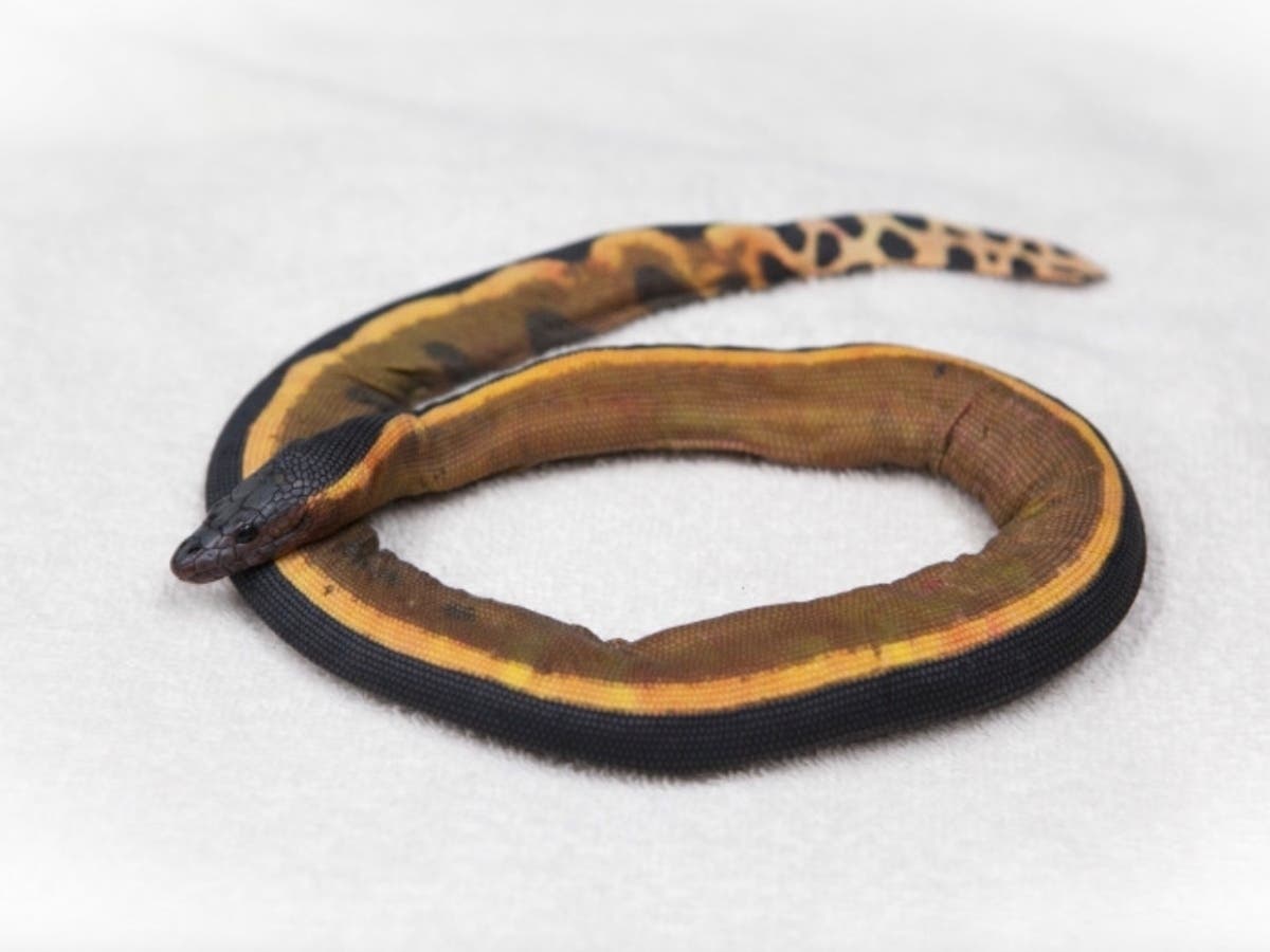 One of the yellow-bellied sea snakes recovered from previous El Niño years.