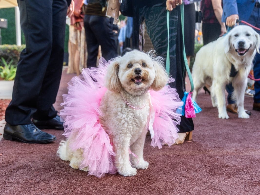 Organizers said proceeds will support the nonprofit's services for more than 40,000 animals this year.