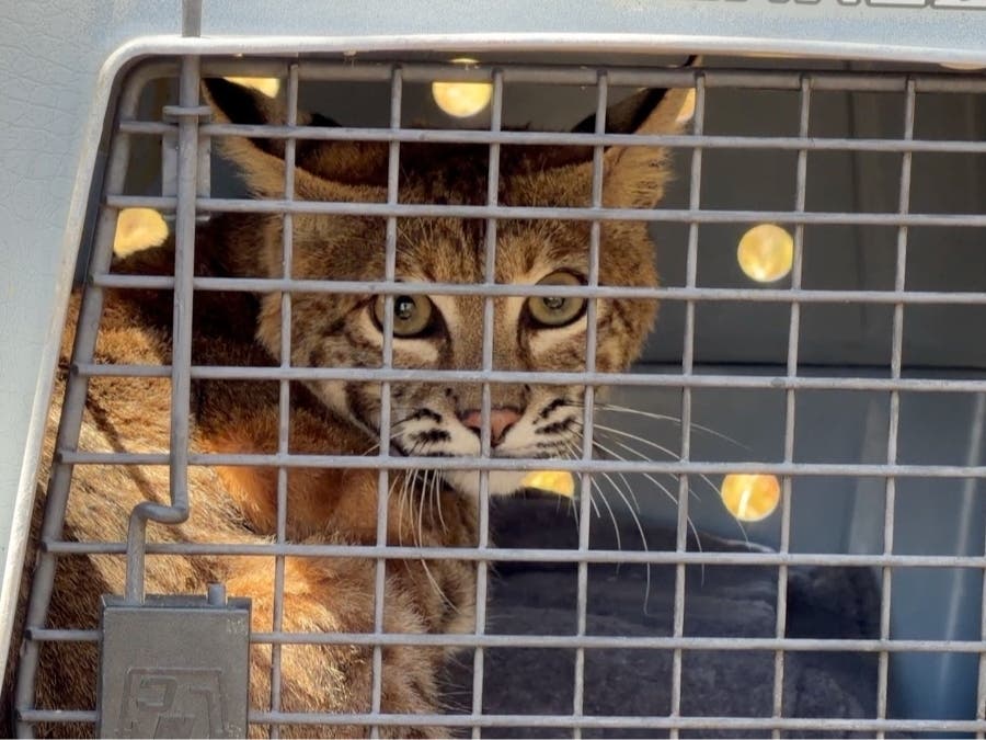Camp Pendleton personnel joined the Project Wildlife team for the release.