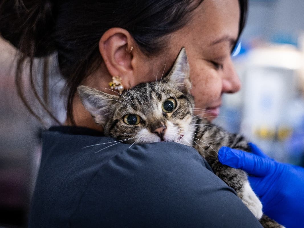A 3-month-old kitten is recovering after being found wandering a San Diego neighborhood with a zip tie cutting into his mouth and neck, prompting an investigation by San Diego Humane Society.