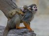 The young monkey is clinging to its mother, growing stronger and learning to communicate with other members of its troop, according to the zoo.