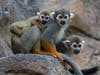 The young monkey is clinging to its mother, growing stronger and learning to communicate with other members of its troop, according to the zoo.