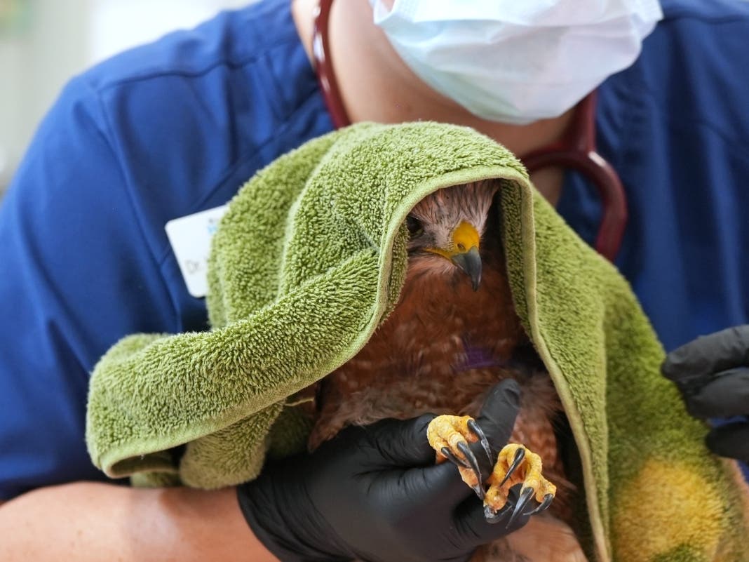 A red-tailed hawk suffered a gunshot wound and underwent surgery.