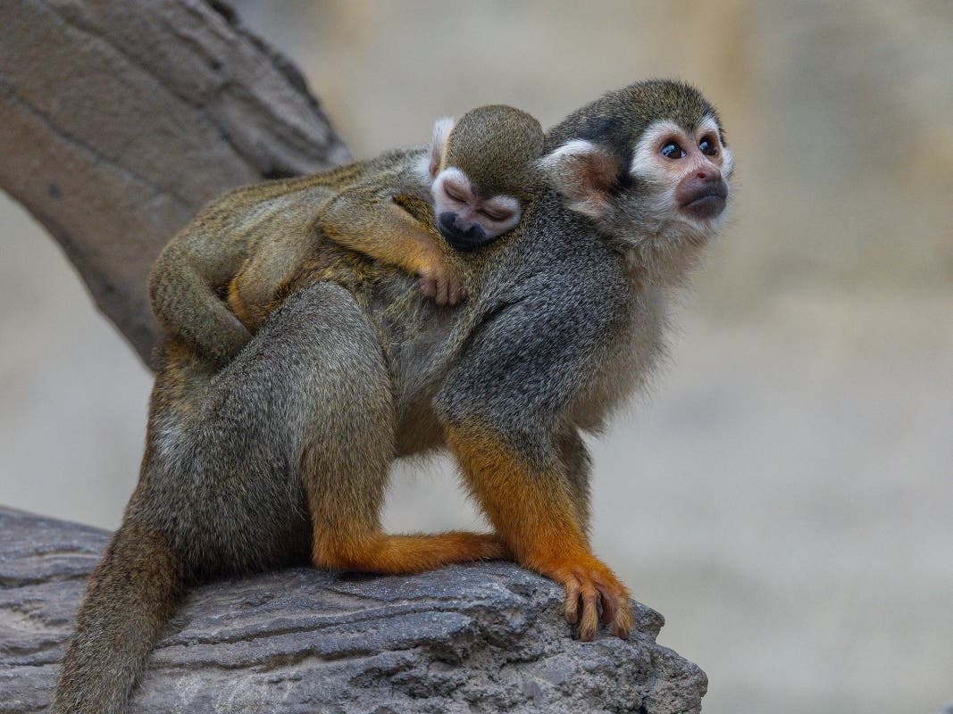 The young monkey is clinging to its mother, growing stronger and learning to communicate with other members of its troop, according to the San Diego Zoo.
