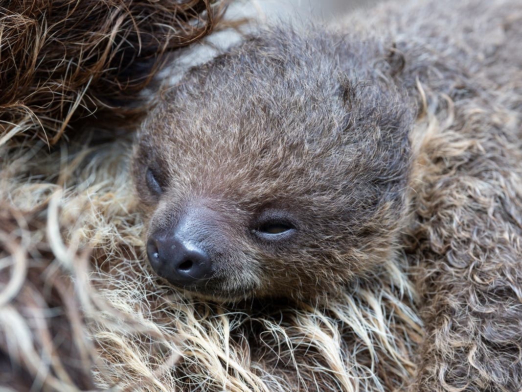 San Diego Zoo Announces Birth Of Baby Sloth | San Diego, CA Patch
