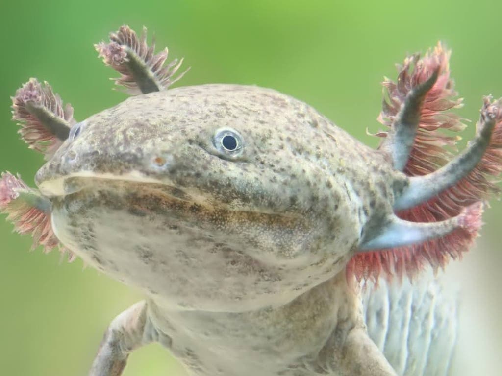 Axolotls are a species of critically endangered salamander, historically found in the wetlands and lakes near Mexico City.