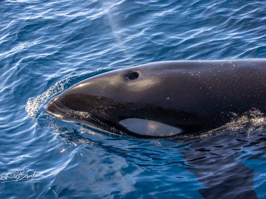 Killer whales and humpback whales were spotted off the San Diego coast Sunday, Oct. 18, 2026. Credit: Keith Brooks